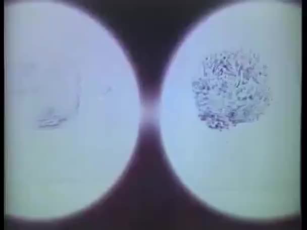 Fingerprints seen through magnifier — Stock Video