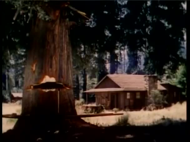 Sequoia tree falling on cabin — Stock Video