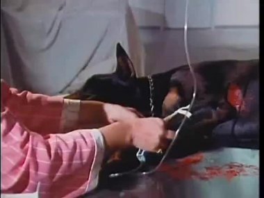 İşletim masa üzerinde hazırlanması köpek veteriner