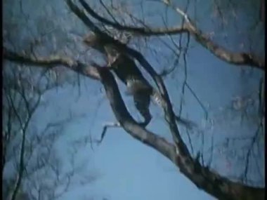 leopar tırmanacak ağaç