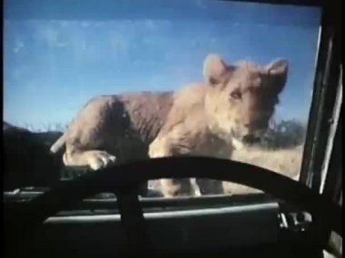 Aslan yavrularını Jeep üzerinde oynama