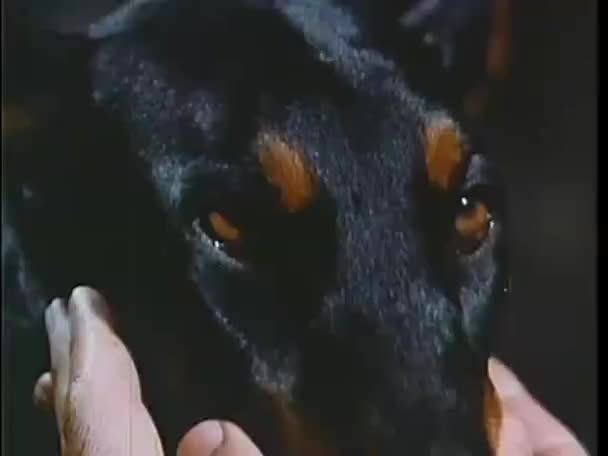 Person streichelt Dobermann Pinscher ins Gesicht — Stockvideo