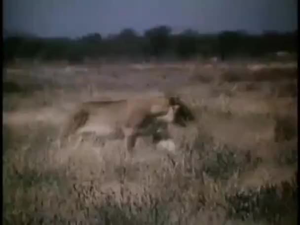 Lionne marchant dans la brousse angolaise — Video