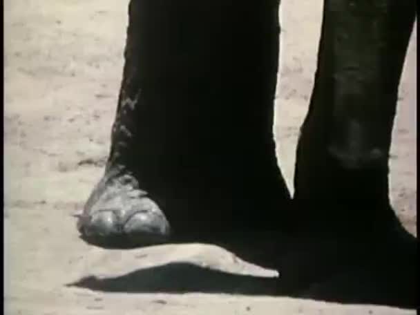 coffre de levage d'éléphant 