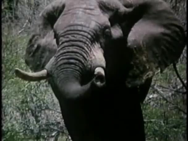 Eléphant soulevant son tronc 