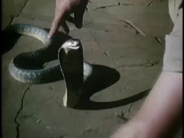 男は首を掴んでコブラ — ストック動画