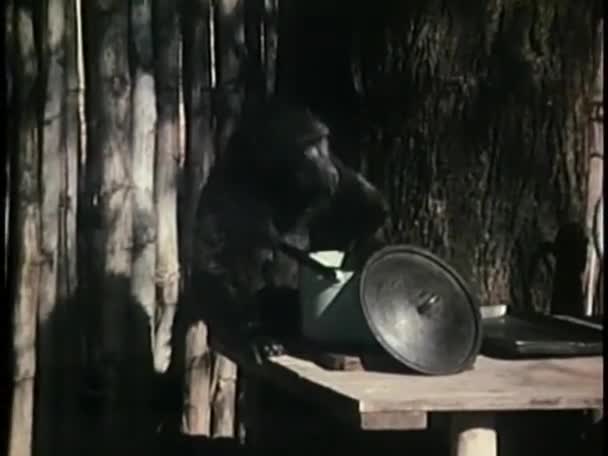 Macaco comendo comida fora de panela — Vídeo de Stock