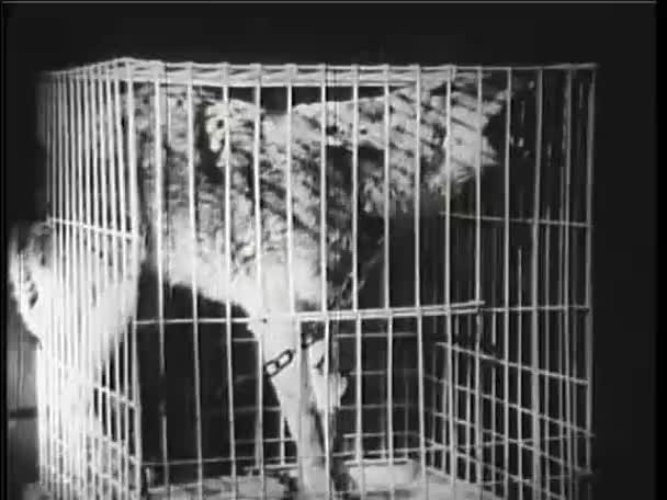 Wolf howling in cage — Stock Video
