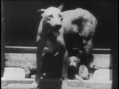 Veteriner hosptail köpeklerde