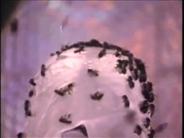 Kadın vücudu üzerinde kaynıyor arılar