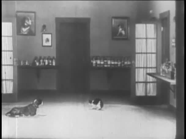Cão e gato virados para fora — Vídeo de Stock