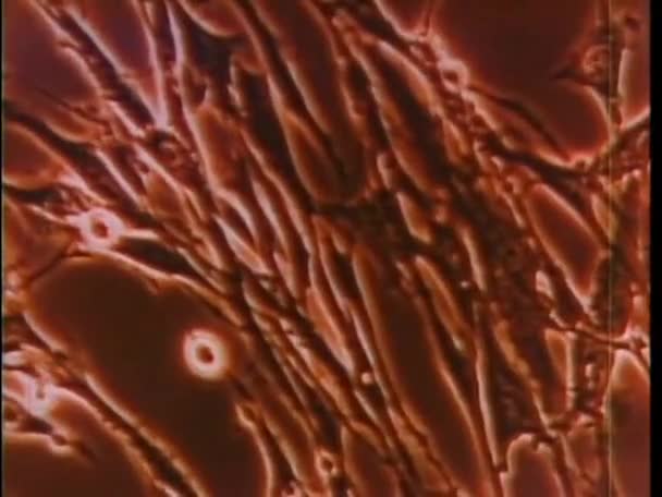 Cellules sanguines humaines — Video