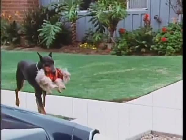 Doberman Pinscher carregando pequeno cão — Vídeo de Stock