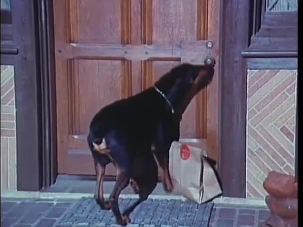 Doberman Pinscher ayudando a llevar comestibles — Vídeos de Stock