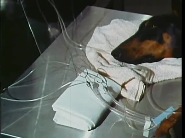 杜宾犬接受输血 — 图库视频影像