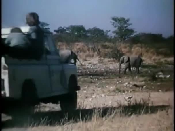 LKW fährt an Elefanten vorbei — Stockvideo
