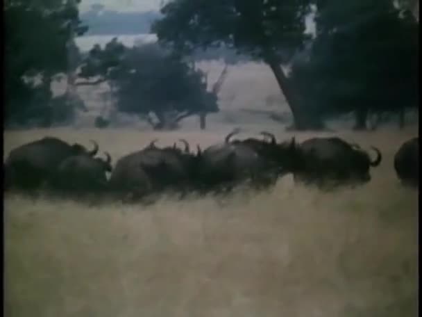 Buffalo traveling across Angolan bush — Stock Video