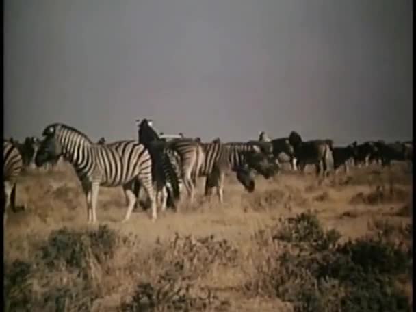 Zebra's weglopen na het spotten van de vrachtwagen — Stockvideo