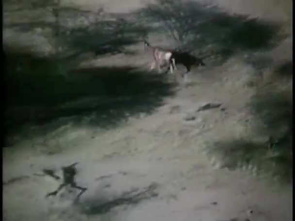 Животные, бегущие в африканской кисти — стоковое видео