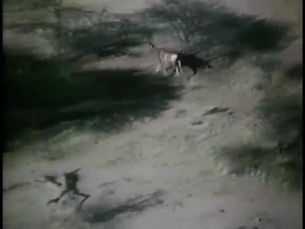 Animale care aleargă în perie africană — Videoclip de stoc