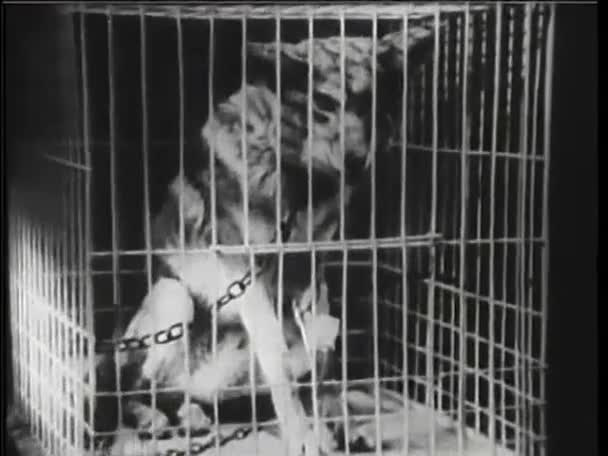 Vlk, zahnutý do krve stroj — Stock video