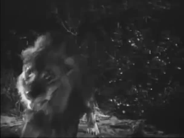 Majestuoso león saltando sobre el hombre — Vídeo de stock