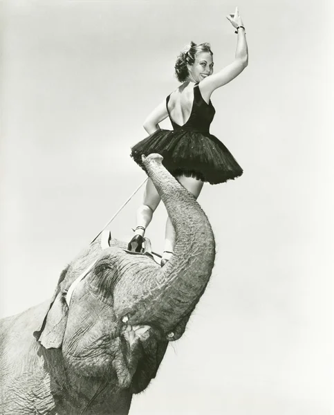Zirkusartistin steht auf Elefantenkopf — Stockfoto