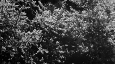 Montaj, ağaç ve bataklık