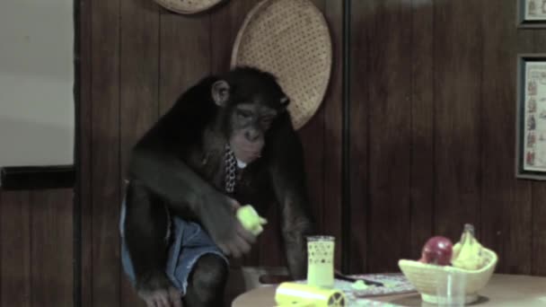 Monkey eating apple — Stock Video