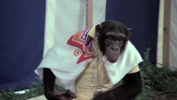 Mono agitando la cabeza — Vídeo de stock