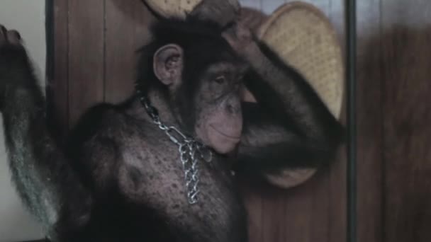 猴子梳理他的头发 — 图库视频影像