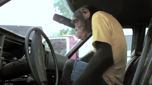 Monkey starting vintage car — Stock Video