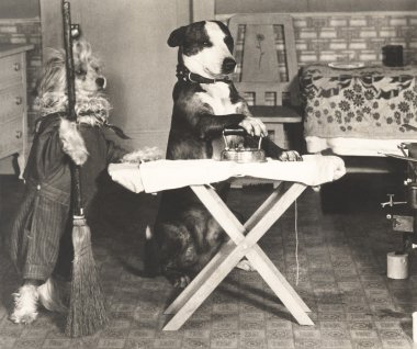 sevimli köpek temizlemenizi