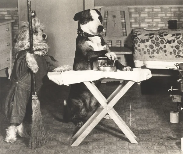 Niedliche Hunde bei der Hausarbeit — Stockfoto