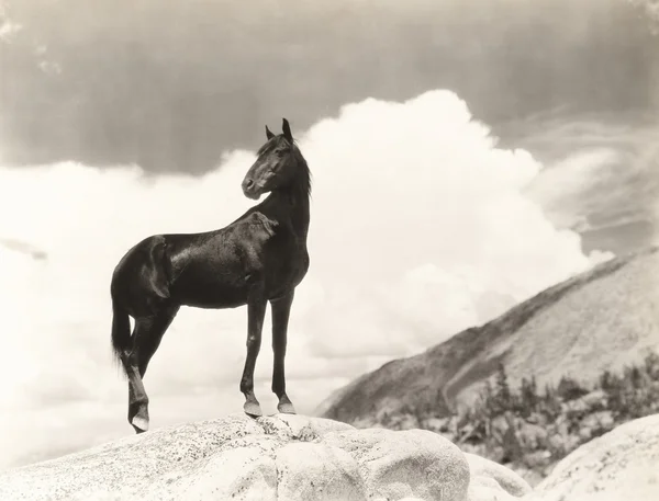 Svart häst på rock — Stockfoto