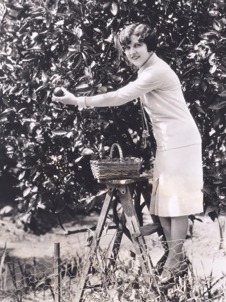 Mulher apanhando laranjas — Fotografia de Stock