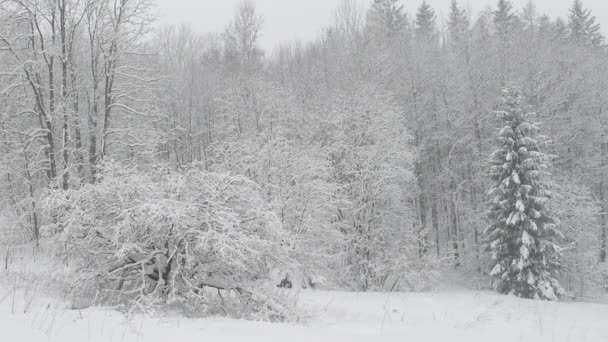Зимний снегопад в лесу, падающий снег. Зимний пейзаж. Заснеженные деревья — стоковое видео