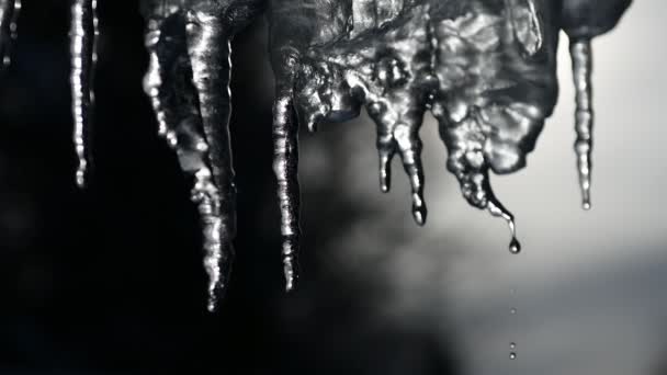 Lentidão de pingar icicles em um dia ensolarado brilhante quente. Derretendo o gelo em um fundo azul, laço sem costura. loop infinito, loopable — Vídeo de Stock