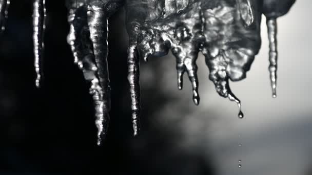 Lentitud de goteo de carámbanos en un día cálido y soleado. Hielo de fusión sobre un fondo azul, lazo sin costuras. Bucle interminable, loopable — Vídeos de Stock