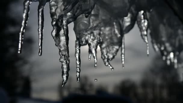 Temporadas de goteo de carámbanos en un cálido día soleado brillante. Hielo de fusión sobre un fondo azul, lazo sin costuras. Bucle interminable, loopable — Vídeos de Stock