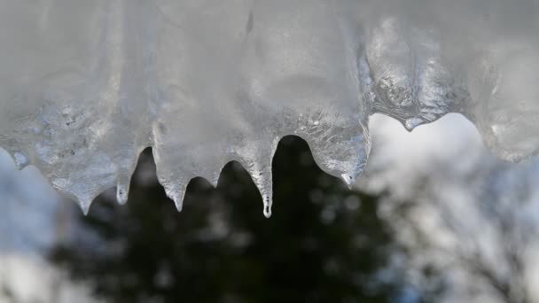 Vídeo de pingando icicles em um dia quente brilhante ensolarado. Derretendo o gelo em um fundo azul, laço sem costura. loop infinito, loopable — Vídeo de Stock