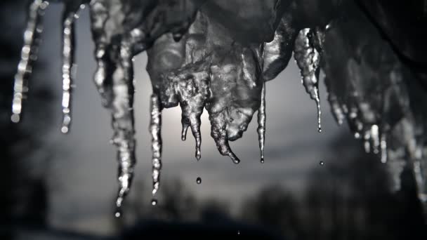 4K video of dripping icicles on a warm bright sunny day. Melting icicle on a blue background, seamless loop. Endless loop, loopable — Stock Video