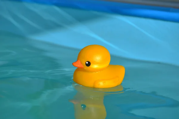 Plastic duck — Stock Photo, Image