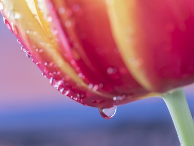 Lale çiçek cins tulipa olduğunu