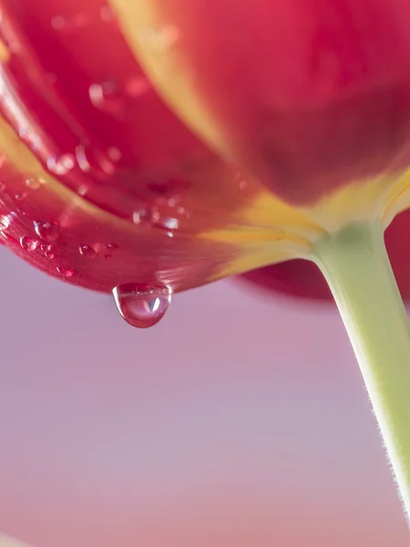 A tulipán is a nemzetség tulipa virágok — Stock Fotó