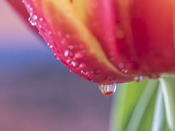 Tulpanen är blommor i släktet Tulipa — Stockfoto