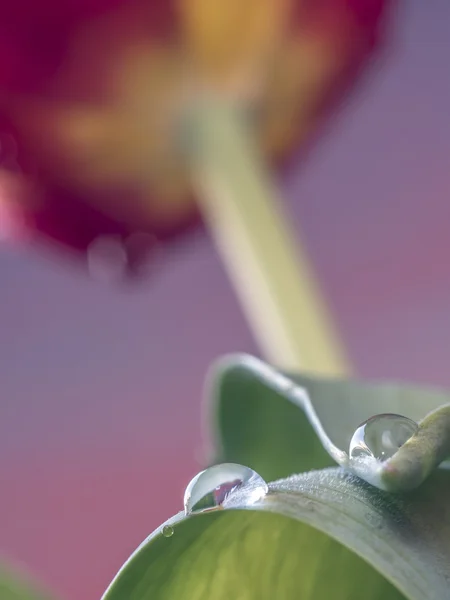 Tulpanen är blommor i släktet Tulipa — Stockfoto