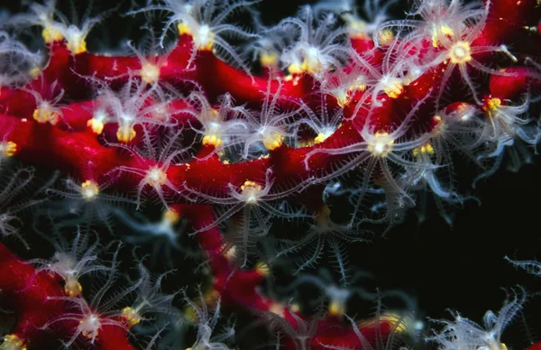 Gorgonianos de águas profundas no Pacífico Sul — Fotografia de Stock