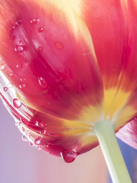 Tulipán je květiny v rodu tulipa — Stock fotografie