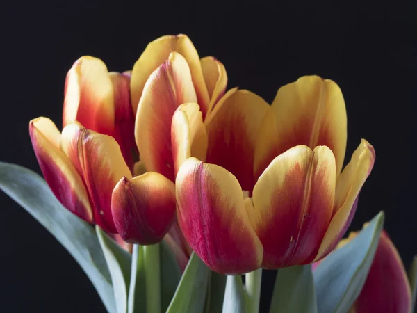 De tulp is bloemen in het geslacht tulipa — Stockfoto